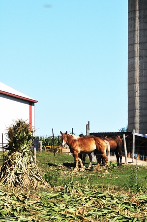 Horses and Siloのeditorial素材