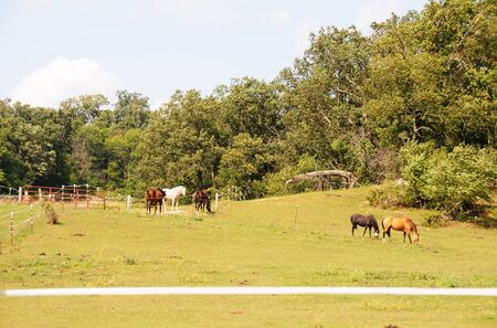 Horses Grazing
