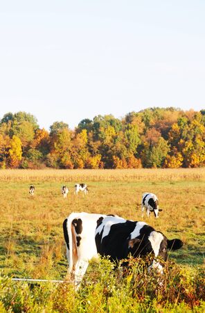Cows in Fallの写真素材