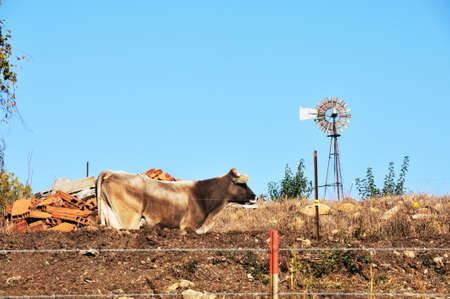 Cows and Windmillの写真素材
