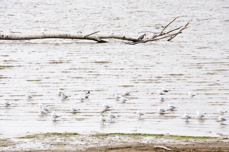Sea Gulls by Branchの写真素材