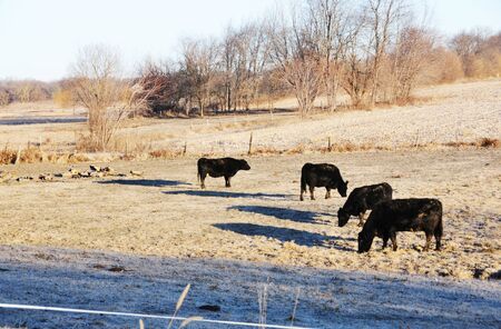 Black Angus Cattleの写真素材