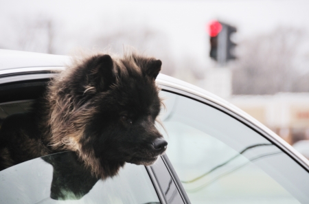 Dog in Windowの写真素材