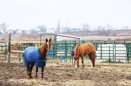 Horses in Corralの写真素材