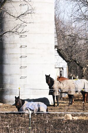 Horses by Siloの写真素材