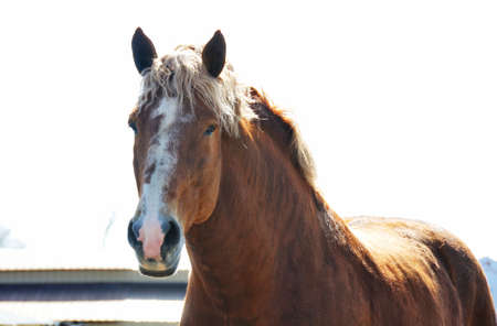 Big Brown Horseの写真素材