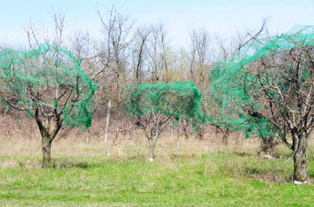 Nets in the Orchardの写真素材