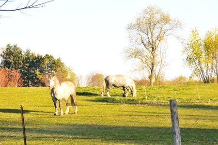 Two Gray Horses