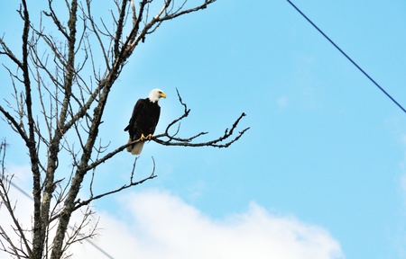 Bald Eagle