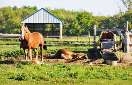 Horses in Corralの写真素材