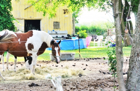 Pinto in Corralの写真素材