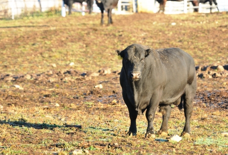 Angry Bullの写真素材