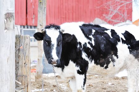 Holstein Cowの写真素材