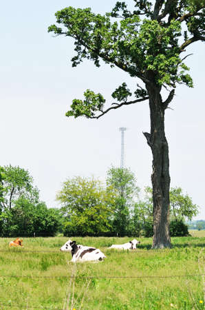 Resting Cowsの写真素材