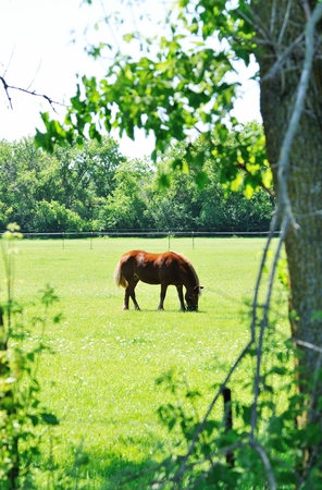 Grazing Horseの写真素材
