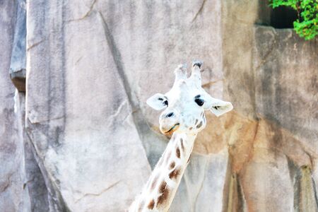 Funny Giraffeの写真素材
