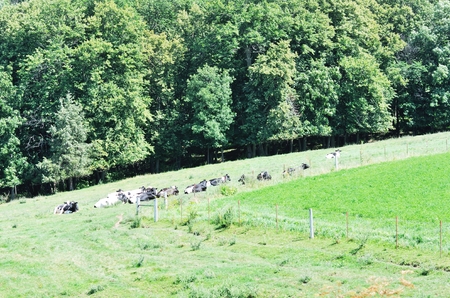 Cows on the Hillの写真素材