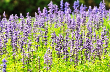 Purple Flowersの写真素材