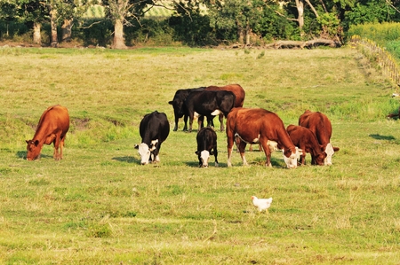 Beef Cattle and Chickenの写真素材