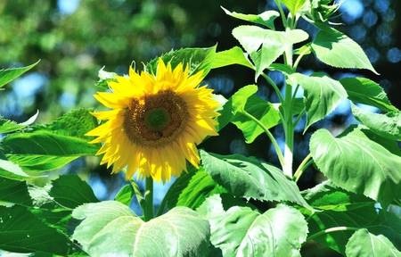 Summer Sunflowerの写真素材