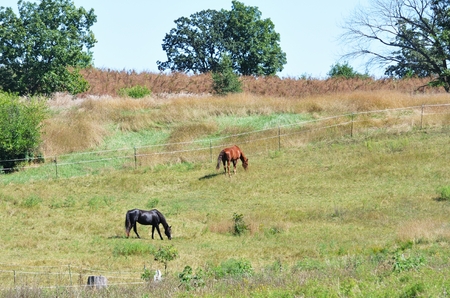 Two Horses Grazingの写真素材