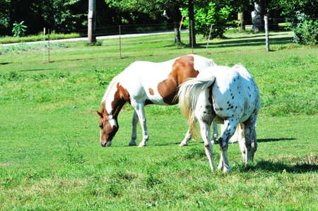 Two Horses Grazingの写真素材