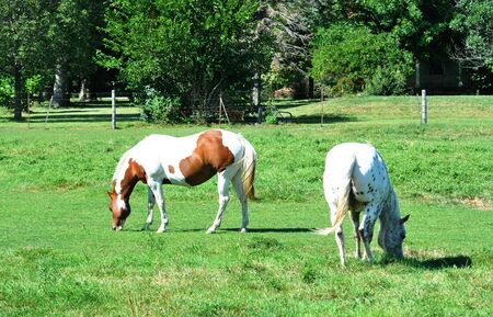 Two Horses Grazingの写真素材