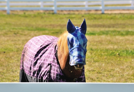 Masked Horseの写真素材