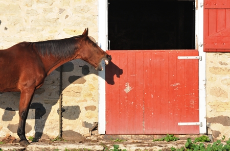 Laughing Horseの写真素材