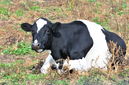 Resting Holsteinの写真素材