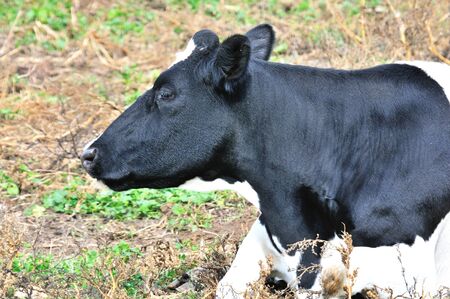 Dairy Cowの写真素材