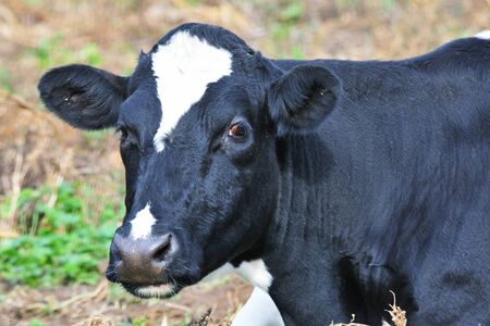 Dairy Cowの写真素材