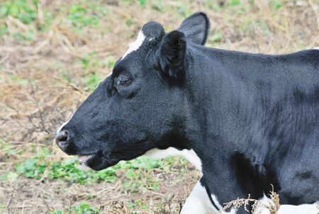 Dairy Cowの写真素材