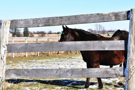 Horses by Fenceの写真素材