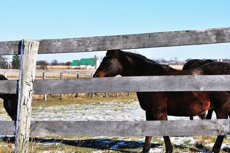 Horses by Fenceの写真素材