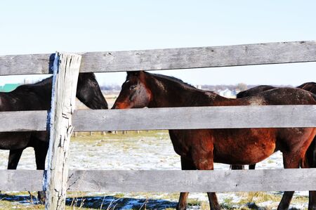 Horses by Fenceの写真素材