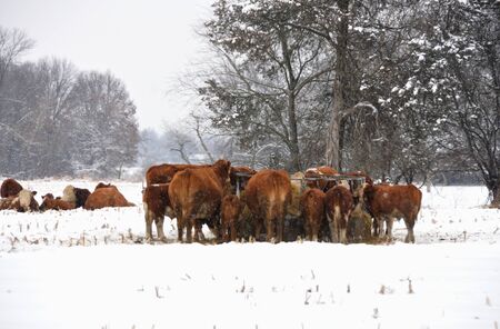 Cows in Snowの写真素材