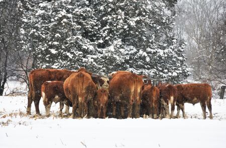 Cows in Snowの写真素材