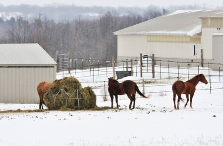 Horses and Hayの写真素材