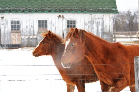 Cold Horsesの写真素材