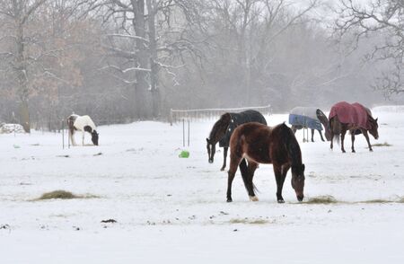 Horses in Snowの写真素材