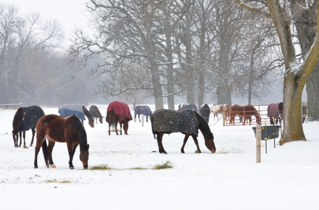 Horses in Snowの写真素材