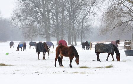 Horses in Snowの写真素材
