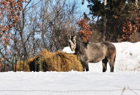 Horse Eating Hayの写真素材