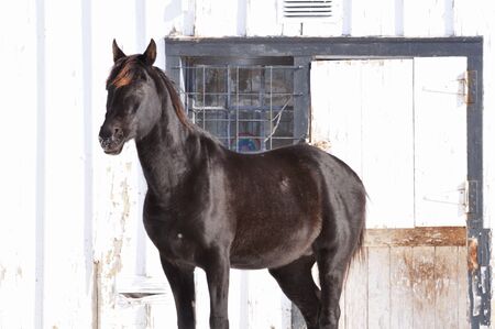 Black Horseの写真素材