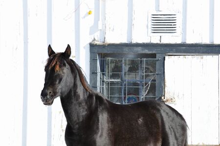 Black Horseの写真素材