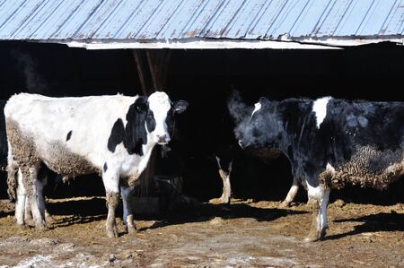 Cold Cowsの写真素材