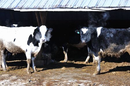 Cold Cowsの写真素材