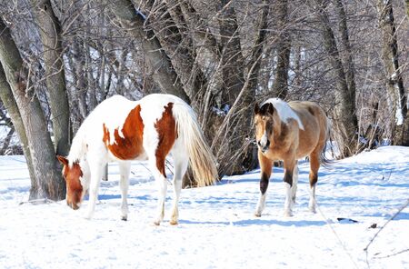 Two Horses in Snowの写真素材