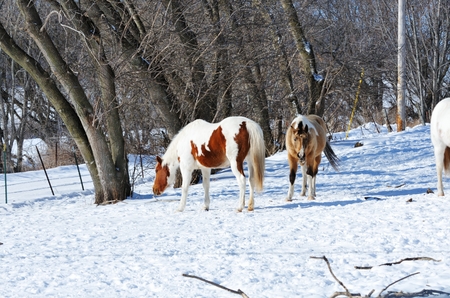 Horses in Snowの写真素材